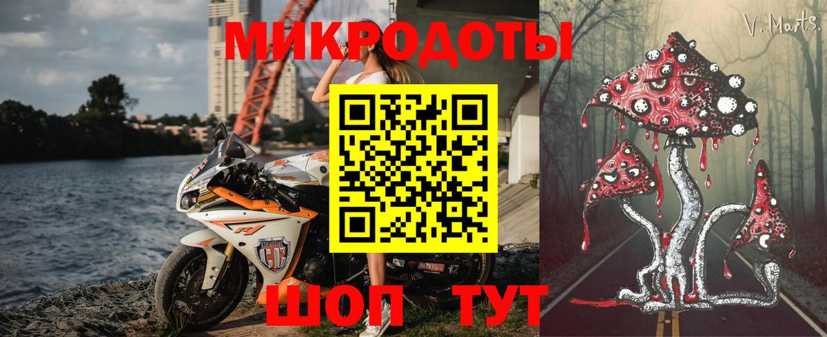 Псилоцибиновые грибы Psilocybe Карачаевск